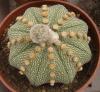 Astrophytum asterias  cv. 'Star shape'