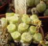 Conophytum ectypum