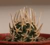 Pediocactus  peeblesianus SB571