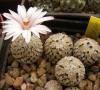 Turbinicarpus  valdezianus  v. albiflorus