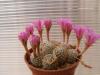 Mammillaria saboae