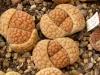 Lithops  hookeri  v  lutea C38