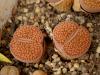 Lithops hookeri 'vermiculate' C336