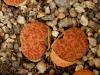 Lithops lesliei v hornii C15