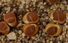 Lithops lesliei v venteri 'maraisii' dark windows