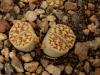 Lithops  bromfieldii v mennellii C44