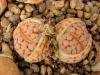 Lithops karasmontana w of Grnau, nice, variably painted faces