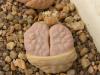 Lithops gracilidelineata 'Rose' NEW!