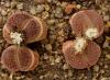 Lithops aucampiae  v. fluminalis C54