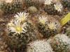 Mammillaria picta SB 284