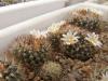 Mammillaria pilispina