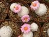 Mammillaria herrerae