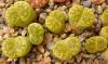 Lithops bromfieldii v. insularis 'sulphurea' C362 green monster