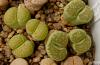 Lithops julii ssp fulleri cv 'Fullergreen' C56A green cream