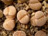 Lithops julii C64