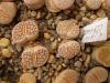 Lithops  hallii