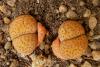 Lithops  fulviceps