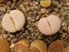 Lithops pseudotruncatella ssp. groendrayensis C246 'Witkop'