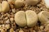 Lithops pseudotruncatella ssp archerae C104