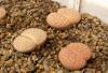 Lithops pseudotruncatella ssp dendritica 'pulmonuncula' C71