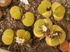 Lithops aucampiae 'Betty's Beryl' light yellow-green, white fl