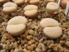 Lithops vallismariae C60