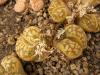 Lithops karasmontana ssp bella C143A