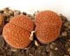 Lithops hookeri v marginata 'red' C154