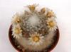 Mammillaria sheinvariana