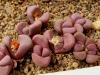 Lithops meyeri cv. Hammeruby SB1125A