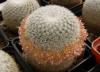 Mammillaria dixanthocentron WM1949