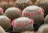 Mammillaria supertexta L1116