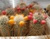 Mammillaria hutchisoniana SB1655 gold-black sp