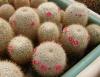 Mammillaria dixanthocentron L060 short sp