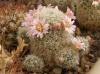 Mammillaria giselae