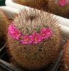 Mammillaria haageana L1132 Tonala,stiff brown spines