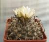 Turbinicarpus schwarzii