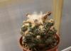 Ariocarpus fissuratus cv small compact stem