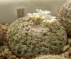 Mammillaria formosa ML414