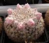 Mammillaria formosa Dr Arroyo