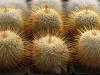 Mammillaria dixanthocentron Teotitlan