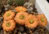 Rebutia condorensis RH594