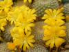 Rebutia senilis v. kesselringiana