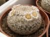 Mammillaria formosa P475