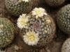 Mammillaria formosa w Pinos