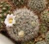 Mammillaria mercadensis