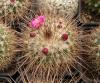 Mammillaria standleyi