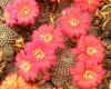 Rebutia krainziana red fl