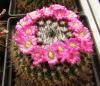 Mammillaria casoi Rog 374