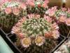 Mammillaria karwinskiana ML384 'confusa'